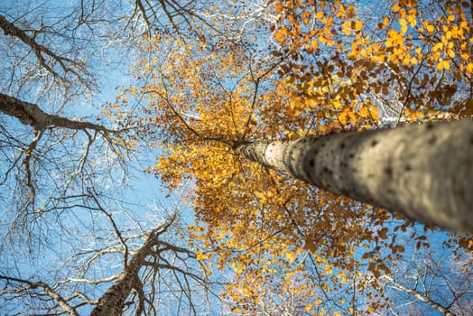 Horizontal close view of a blurred beech trunk and focused colorful golden autumn treetop on a blue sky background