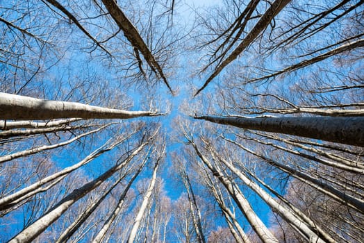Upward perspective view of tall beech trees on a blue sky background