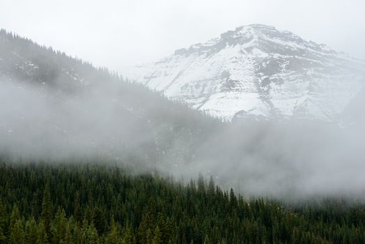 High-altitude forest in the mist and snowy mountains of Jasper National Park, Alberta, Canada