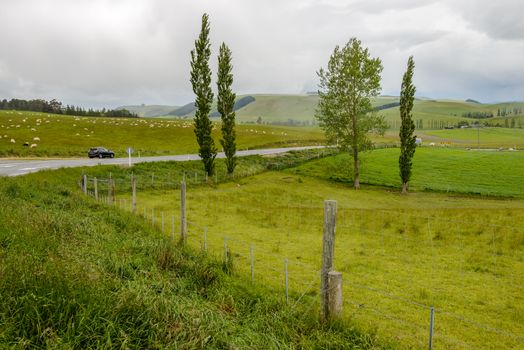 Green fields with a lot of sheep along the Geraldine-Fairlie Highway, New Zealand