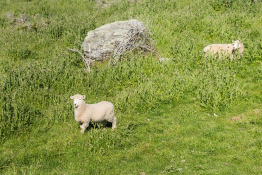 Funny young sheep on a green mountain slope along Roys Peak Track, New Zealand