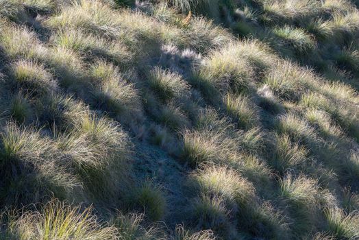 Textured volume of green grass under the setting sun, New Zealand