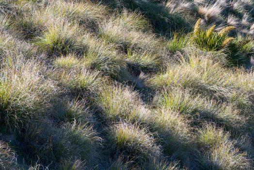 Textured volume of green grass under the setting sun, New Zealand