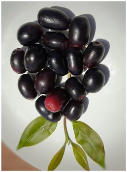 Black plum with its leaves beautifully decorated like grapes contains vitamin C and iron hemoglobin heart healthy and treats diabetes summer season fruit