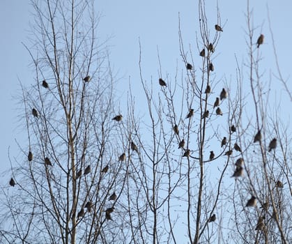 A lot of waxwings sit on the trees in a winter forest