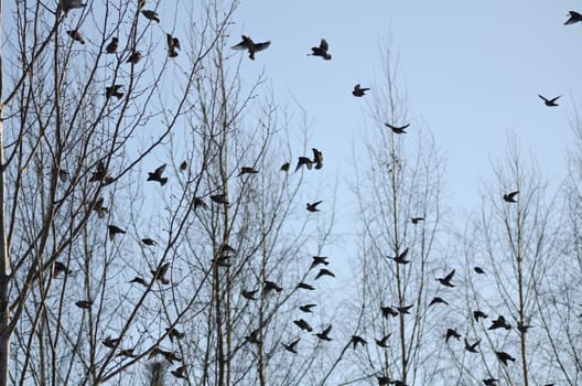 A lot of waxwings sit on the trees in a winter forest