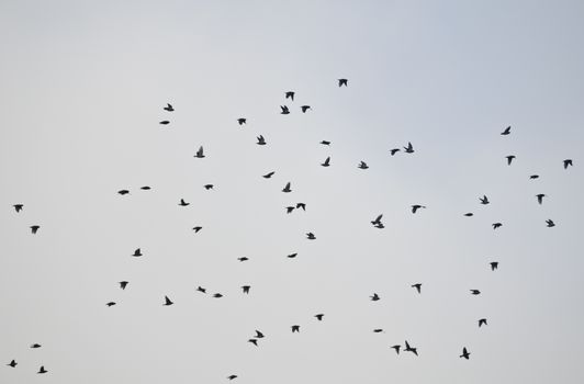 A lot of waxwing fly over the blue and gray sky