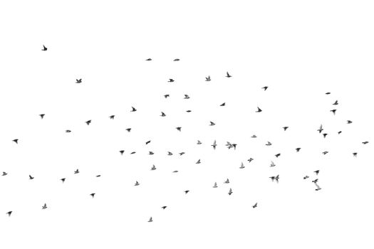 A lot of waxwing fly over the sky, isolated on white