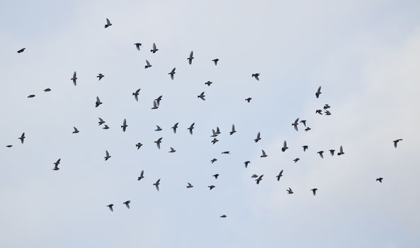 A lot of waxwing fly over the blue and gray sky