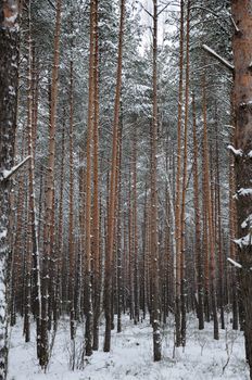 The winter pine tree forest and an interesting looking pattern of this view