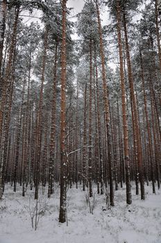 The winter pine tree forest and an interesting looking pattern of this view