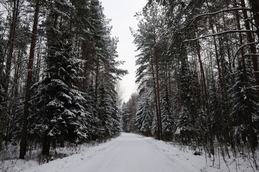 The road in a winter pine tree forest