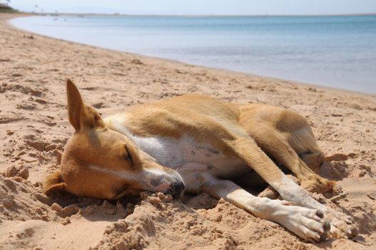 The red dog is sleeping on the sand of the Red Sea near the sea edge