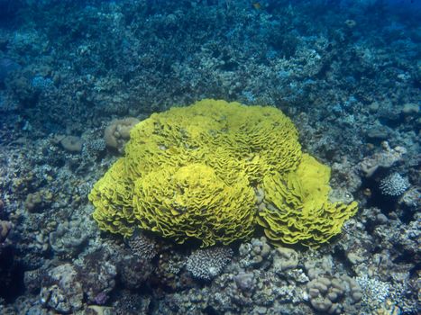 This is a huge yellow lettuce coral in the Three Polls near Dahab, Egypt