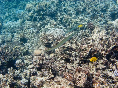 Some flute fishes swim above Egypt coral reef
