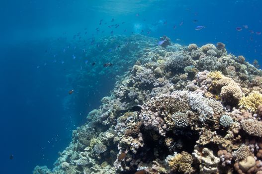 The picture shows the Red Sea coral reef near the city of Dahab, Egypt. There are different types of corals and fishes there.