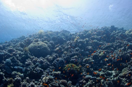 The picture shows the Red Sea coral reef near the city of Dahab, Egypt. There are different types of corals and fishes there.