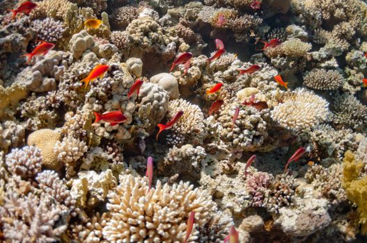 The picture shows the Red Sea coral reef near the city of Dahab, Egypt. There are different types of corals and fishes there.