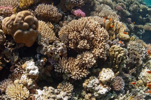 The picture shows the Red Sea coral reef near the city of Dahab, Egypt. There are different types of corals and fishes there.