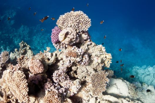 The picture shows the Red Sea coral reef near the city of Dahab, Egypt. There are different types of corals and fishes there.