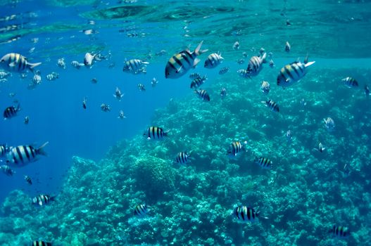 The picture shows a lot of abudefduf fishes, swimming around coral reef, in the water of Red Sea, Egypt, near Dahab town.