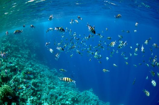 The picture shows a lot of abudefduf fishes, swimming around coral reef, in the water of Red Sea, Egypt, near Dahab town.