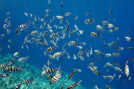 The picture shows a lot of abudefduf fishes, swimming around coral reef, in the water of Red Sea, Egypt, near Dahab town.