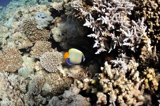 The picture shows angel fish, swimming around coral reef, in the water of Red Sea, Egypt, near Dahab town.