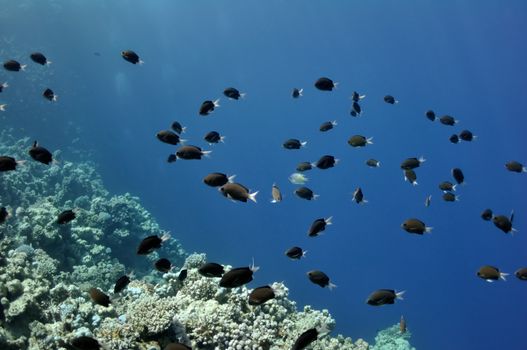 The picture shows a lot of fishes, swimming around coral reef, in the water of Red Sea, Egypt, near Dahab town.