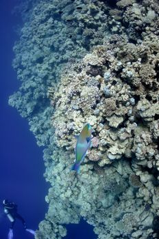 The picture shows a parrot fish, swimming around coral reef, in the water of Red Sea, Egypt, near Dahab town.