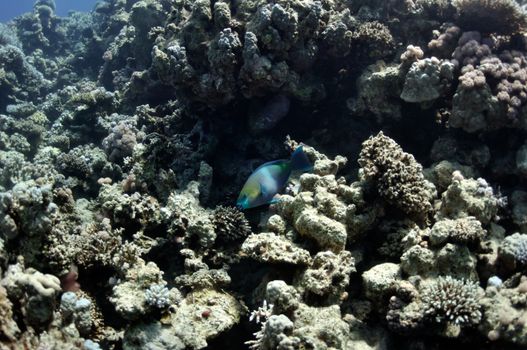 The picture shows a parrot fish, swimming around coral reef, in the water of Red Sea, Egypt, near Dahab town.