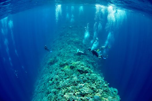 Wide angle shot of a group of underwater divers, who are waiting for decompression and moving along the reef in the Red Sea, Egypt
