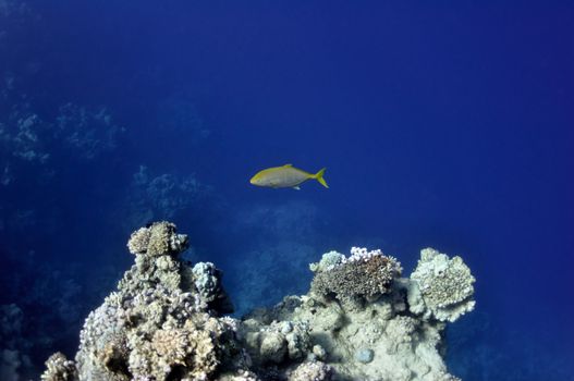 The picture shows a sparidae fish, swimming around coral reef, in the water of Red Sea, Egypt, near Dahab town.