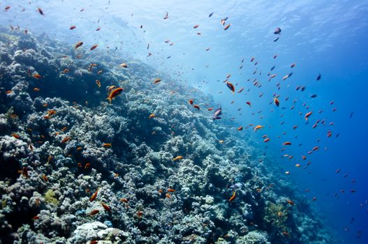 The picture shows the Red Sea coral reef with different types of corals and fishes near the city of Dahab,Egypt