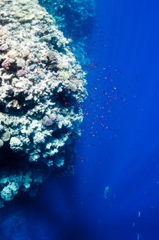 The picture shows the Red Sea coral reef near the city of Dahab, Egypt. There are different types of corals and fishes there.