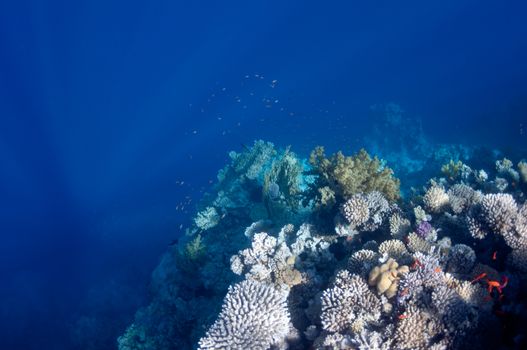 The picture shows the Red Sea coral reef near the city of Dahab, Egypt. There are different types of corals and fishes there.