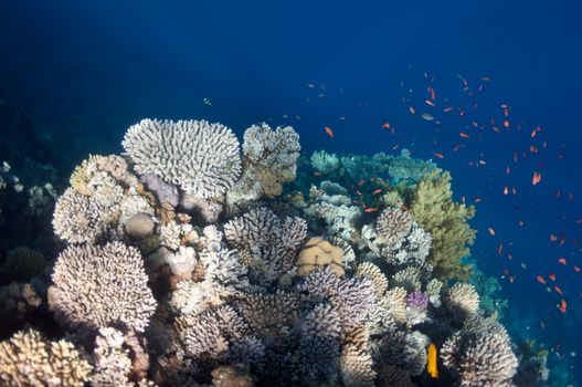 The picture shows the Red Sea coral reef near the city of Dahab, Egypt. There are different types of corals and fishes there.