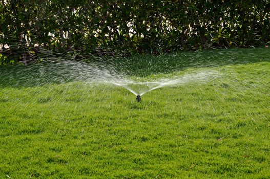 A lot of water drops on a poured green lawn