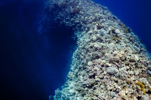 The picture shows the Red Sea coral reef near the city of Dahab, Egypt. There are different types of corals and fishes there.