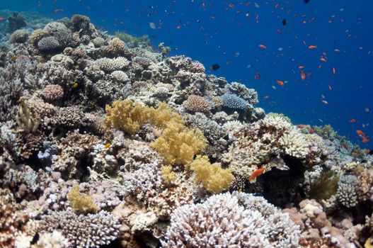 The picture shows the Red Sea coral reef near the city of Dahab, Egypt. There are different types of corals and fishes there.