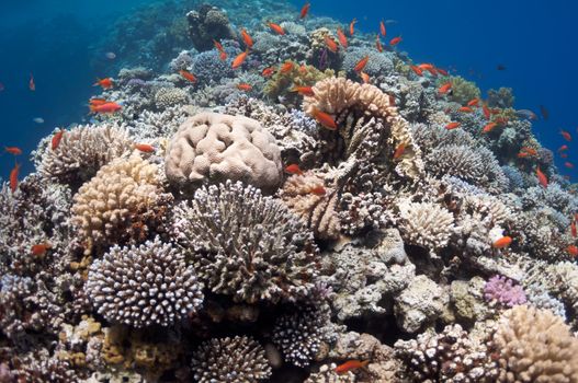 The picture shows the Red Sea coral reef near the city of Dahab, Egypt. There are different types of corals and fishes there.