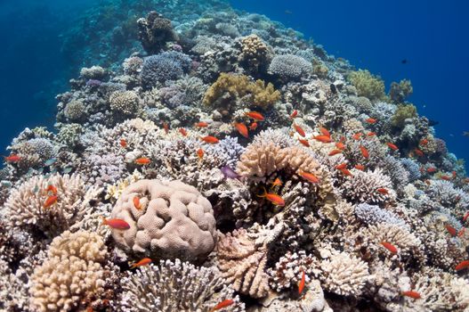 The picture shows the Red Sea coral reef near the city of Dahab, Egypt. There are different types of corals and fishes there.