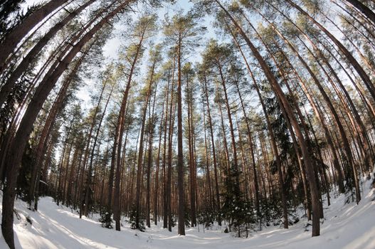 The winter pine tree forest and an interestingly looking spherical view