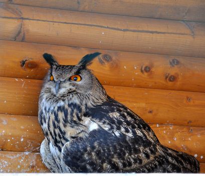 Close-up view of a funny eagle owl under the wooden roof