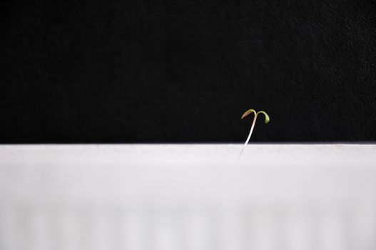 The picture of first small, fragile and delicate spring sprout on a black-white background