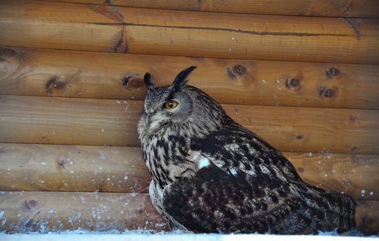 Eagle owl under the wooden roof