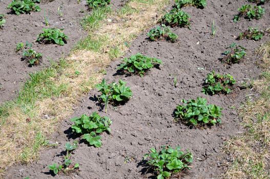 Strawbery bushes, arranged in a lines, in the early spring