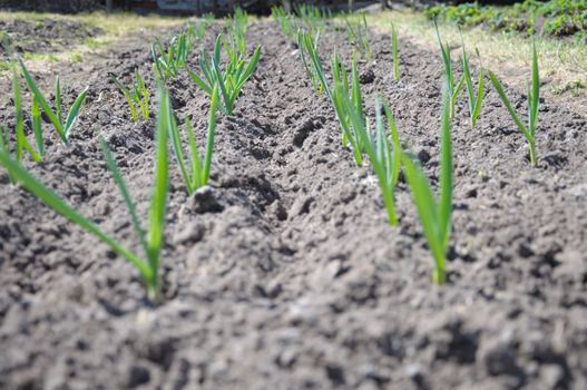 The raws of garlic planting are breaking through the spring ground