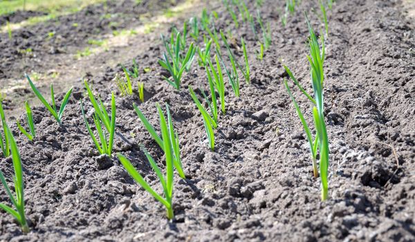 The raws of garlic planting are breaking through the spring ground