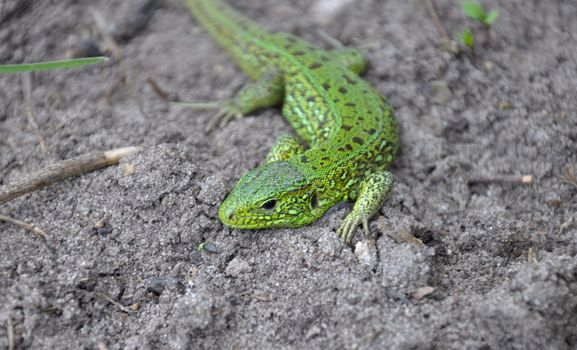 A small lizard on the ground in a natural scene